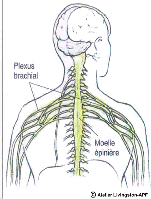 Position du plexus brachial